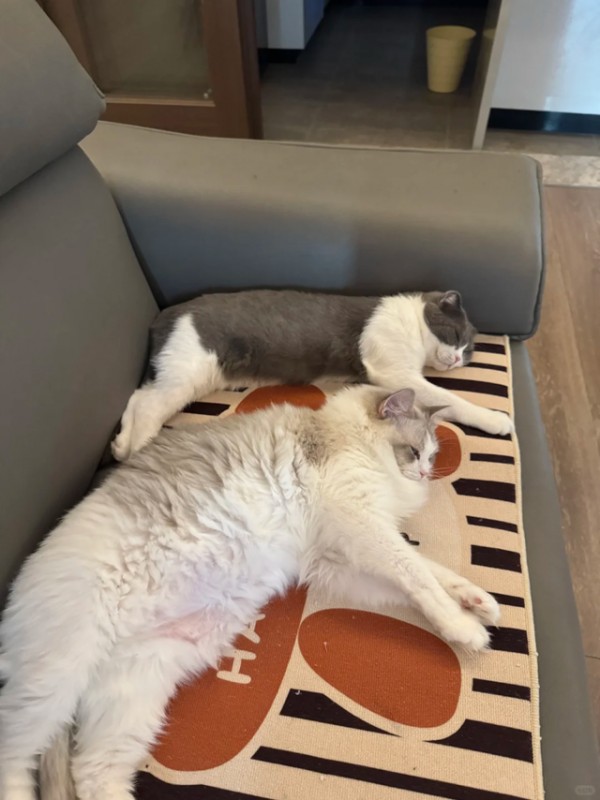 猫毛满天飞崩溃？会不会吸入肺里？友望扫地僧实测，一招根治全屋浮毛