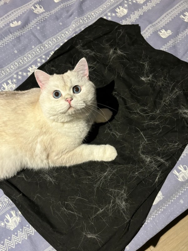 衣物粘黏猫毛难清理？自集尘吸尘器，全方位净除猫毛